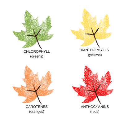Leaf Graphic 2